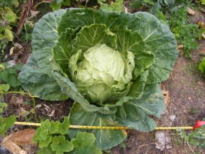 1 metre cabbage