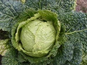 cabbage 2013